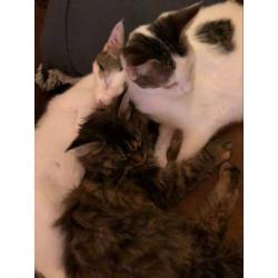Lieve (katten) oppas gezocht