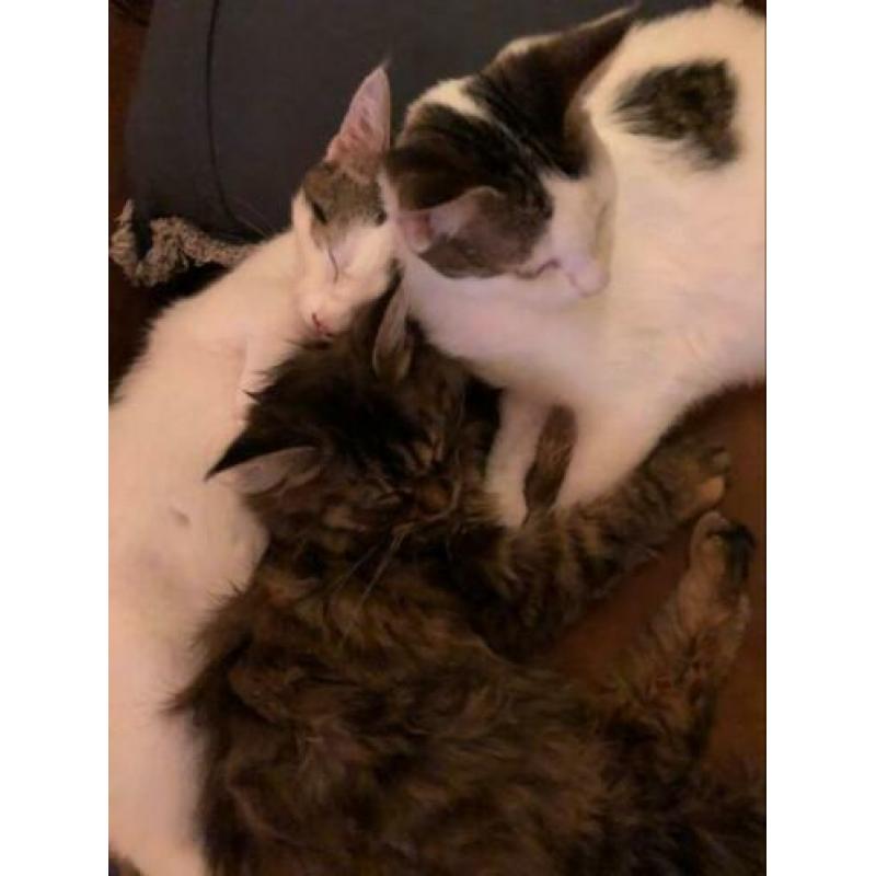 Lieve (katten) oppas gezocht