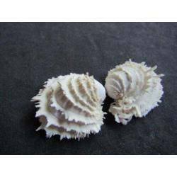 Fossiele schelp: parelwitte Chama calcarata - Eoceen