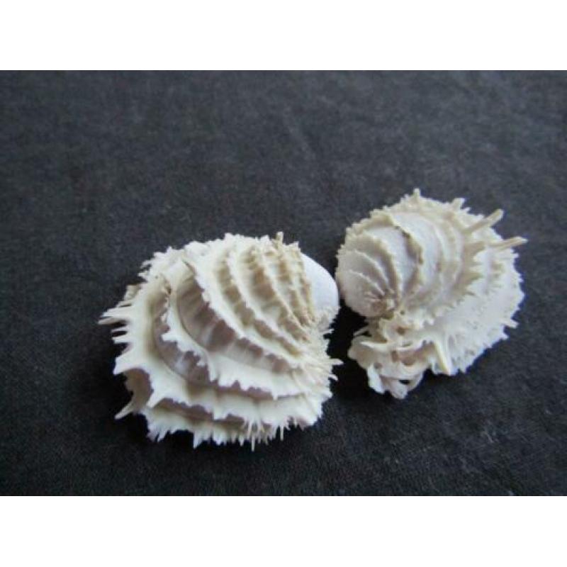 Fossiele schelp: parelwitte Chama calcarata - Eoceen