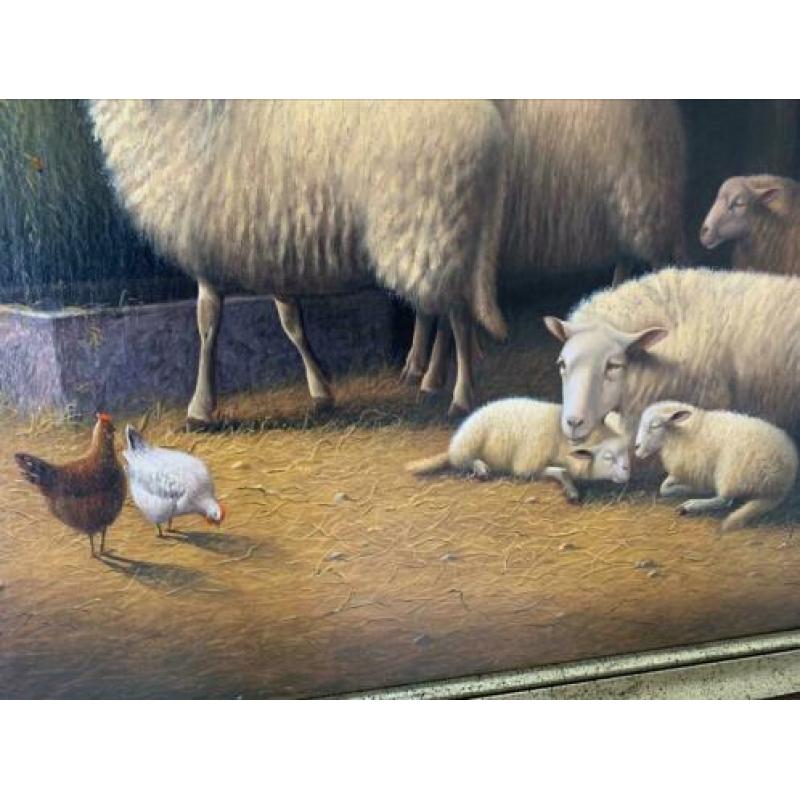 Schapen in de stal