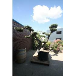 Olijfboom Pon-Pon 250cm, 18 plateaus, 100cm stamomvang
