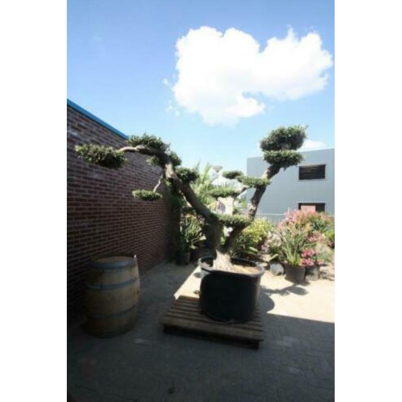 Olijfboom Pon-Pon 250cm, 18 plateaus, 100cm stamomvang
