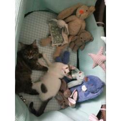 Lieve (katten) oppas gezocht