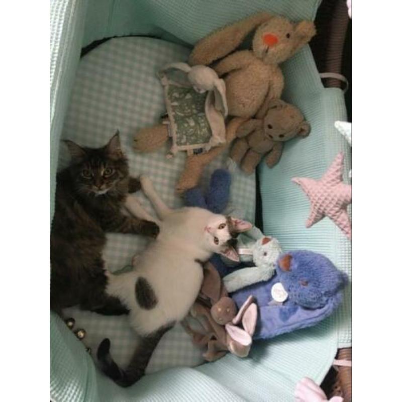 Lieve (katten) oppas gezocht