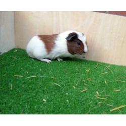 Jonge cavia's