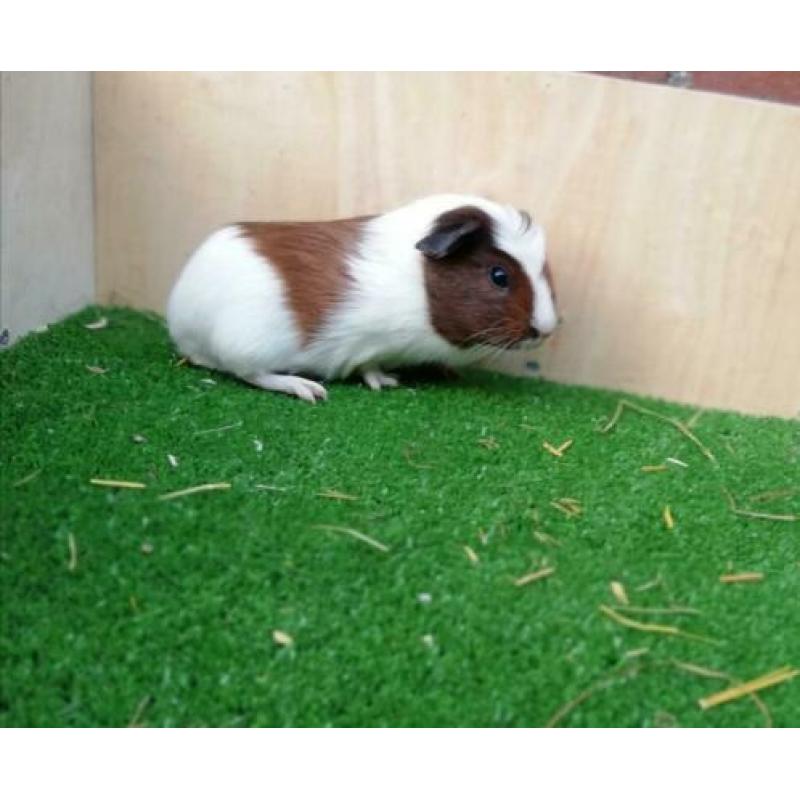 Jonge cavia's