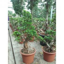 Ficus Microcarpa 'ginseng' - Bonsai 265-275cm art16927