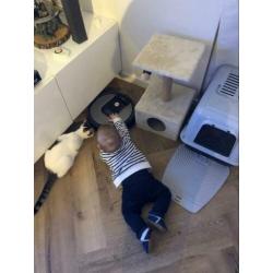 Lieve (katten) oppas gezocht