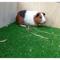 Jonge cavia's