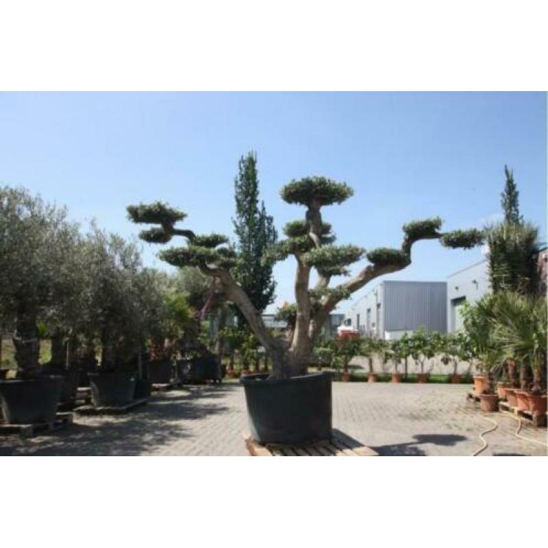 Olijfboom Pon-Pon 250cm, 18 plateaus, 100cm stamomvang