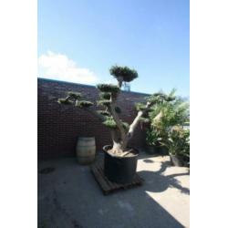 Olijfboom Pon-Pon 250cm, 18 plateaus, 100cm stamomvang