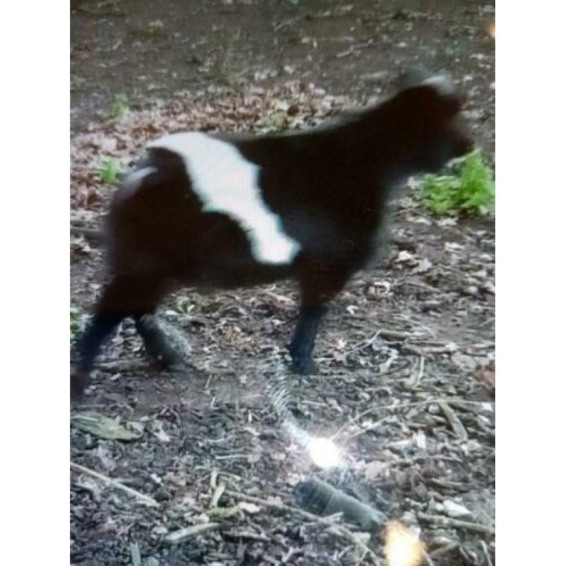 Mooi lakenvelder dwergbokje!!!!!!!!!!!!!!!!!!!!!!!!!!!!!!!!