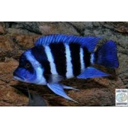 Gezocht Cyphotilapia frontosa blue Zaïre