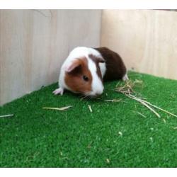 Jonge cavia's