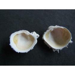 Fossiele schelp: parelwitte Chama calcarata - Eoceen