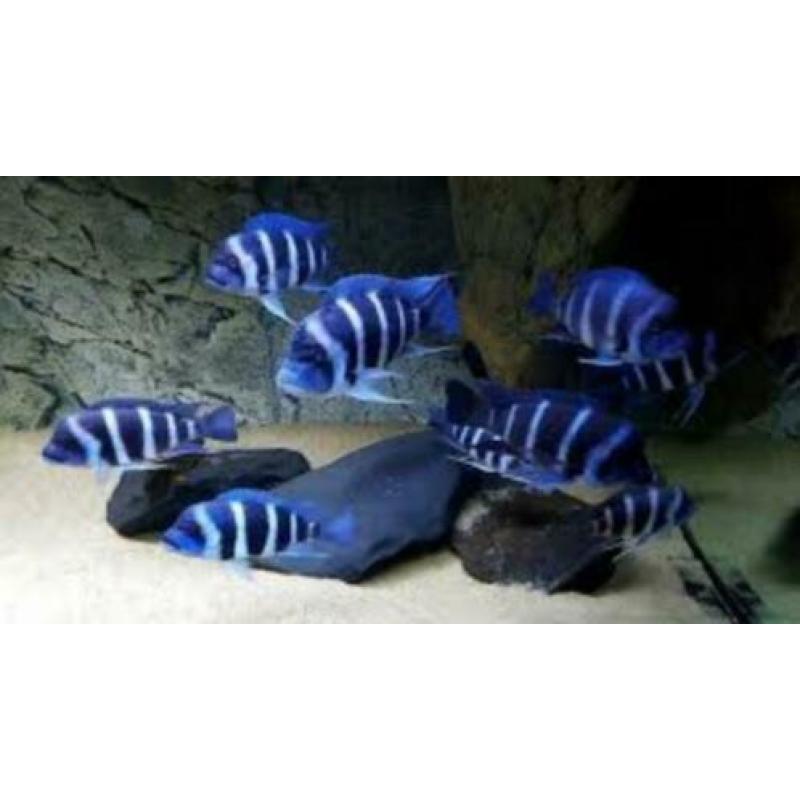Gezocht Cyphotilapia frontosa blue Zaïre
