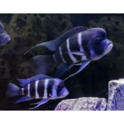 Gezocht Cyphotilapia frontosa blue Zaïre