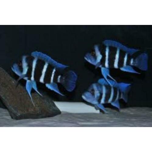 Gezocht Cyphotilapia frontosa blue Zaïre