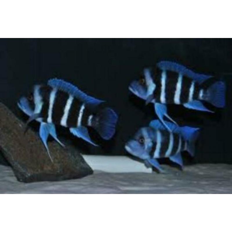 Gezocht Cyphotilapia frontosa blue Zaïre