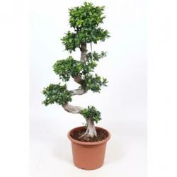 Ficus Microcarpa 'ginseng' - Bonsai 265-275cm art16927