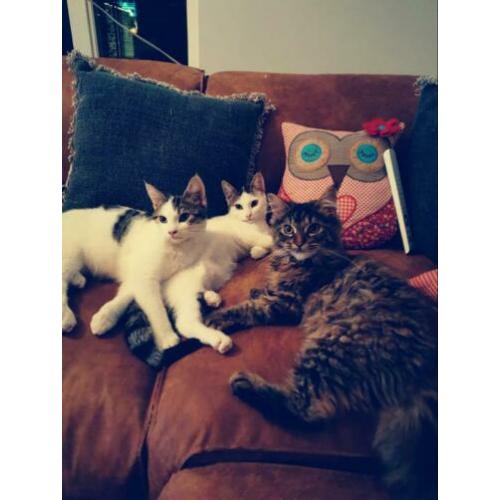 Lieve (katten) oppas gezocht