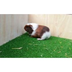 Jonge cavia's