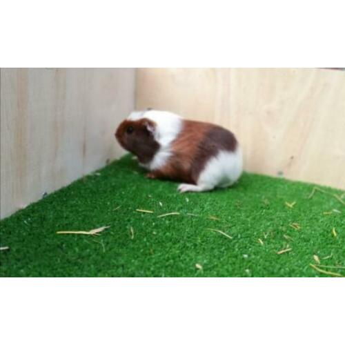 Jonge cavia's