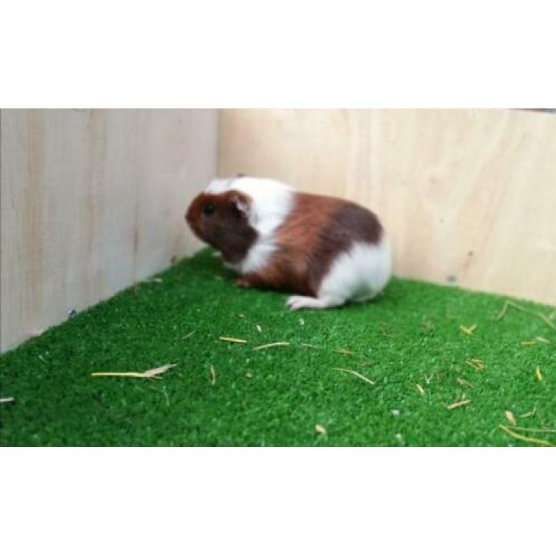 Jonge cavia's