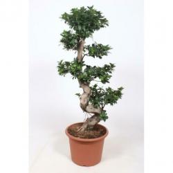Ficus Microcarpa 'ginseng' - Bonsai 265-275cm art16927