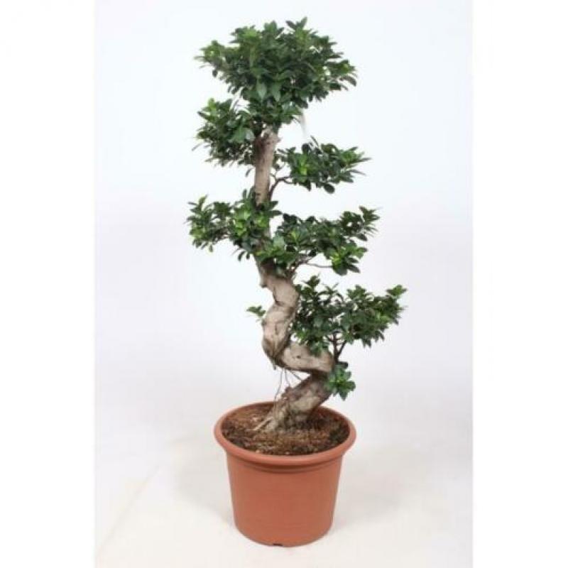 Ficus Microcarpa 'ginseng' - Bonsai 265-275cm art16927