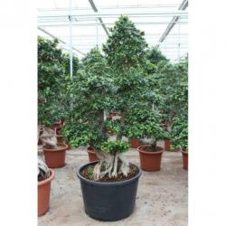 Ficus Microcarpa 'ginseng' - Bonsai 265-275cm art16927