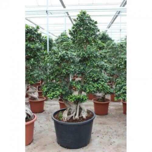 Ficus Microcarpa 'ginseng' - Bonsai 265-275cm art16927