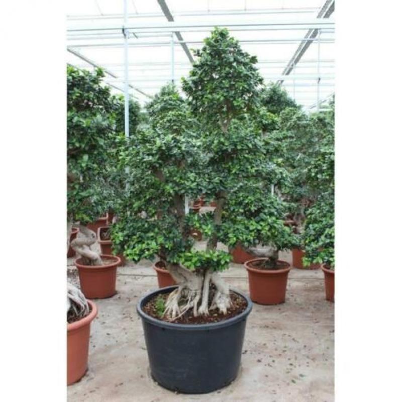Ficus Microcarpa 'ginseng' - Bonsai 265-275cm art16927