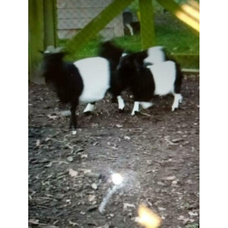 Mooi lakenvelder dwergbokje!!!!!!!!!!!!!!!!!!!!!!!!!!!!!!!!