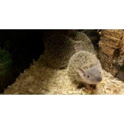 8x Jonge Tenrec Egels, Kleine Egeltenrek