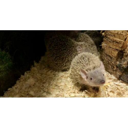 8x Jonge Tenrec Egels, Kleine Egeltenrek