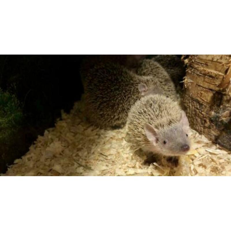 8x Jonge Tenrec Egels, Kleine Egeltenrek