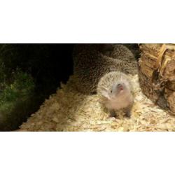 8x Jonge Tenrec Egels, Kleine Egeltenrek