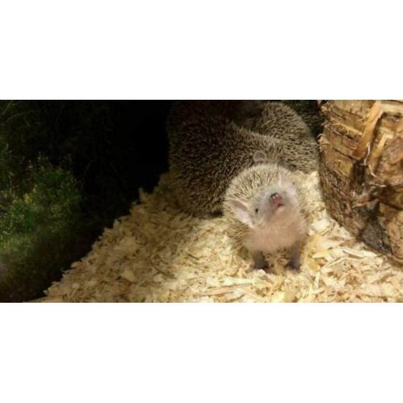 8x Jonge Tenrec Egels, Kleine Egeltenrek
