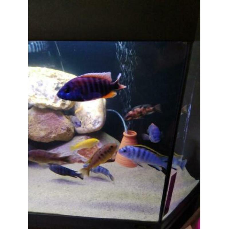 Ruilen mooi aquarium met Malawi voor vogels
