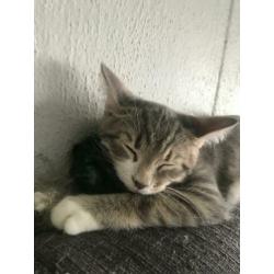 Kitten