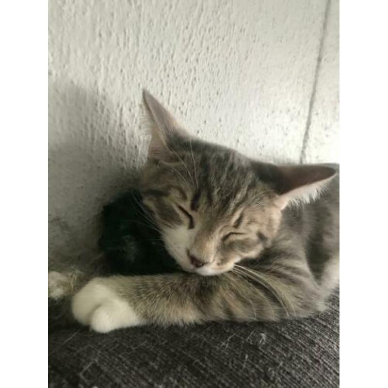 Kitten