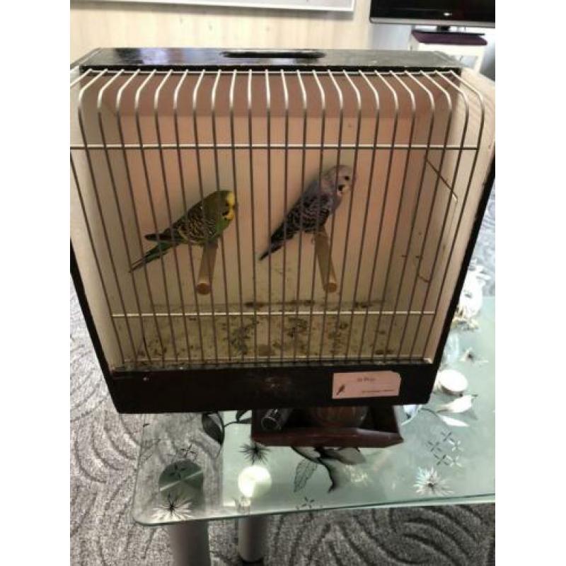 Koppel grasparkieten met vogel kooi