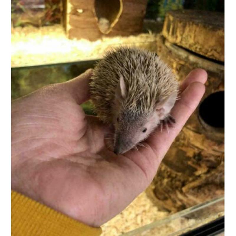 8x Jonge Tenrec Egels, Kleine Egeltenrek