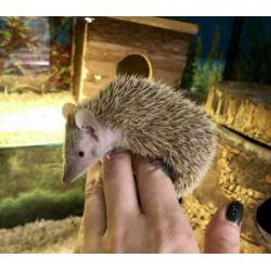 8x Jonge Tenrec Egels, Kleine Egeltenrek