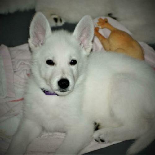 Zwitserse Witte Herder reu (pup met stamboom)
