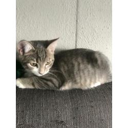 Kitten