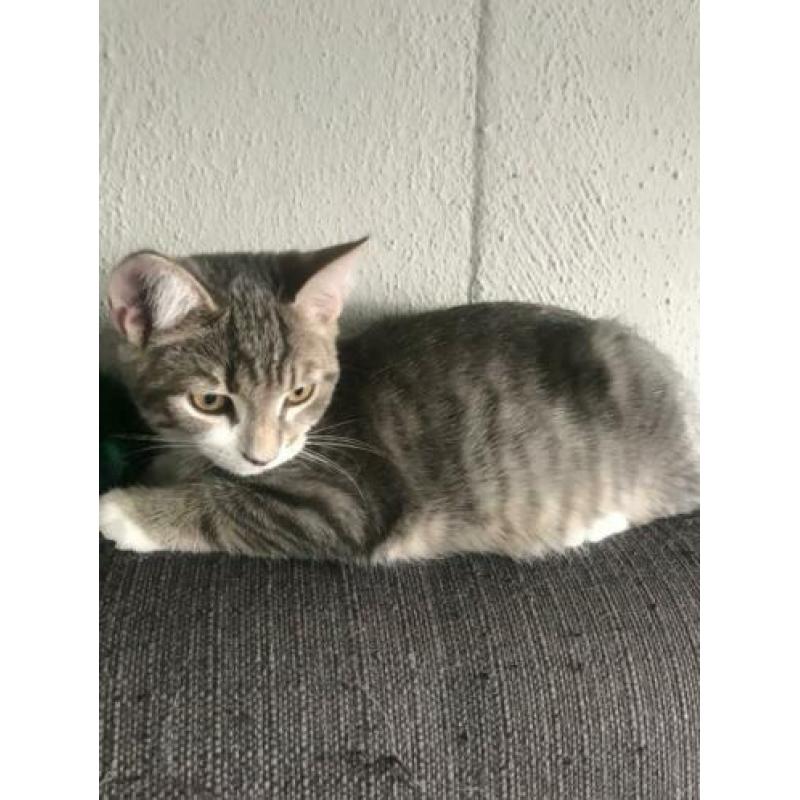 Kitten