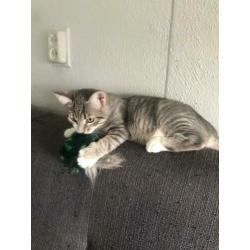Kitten